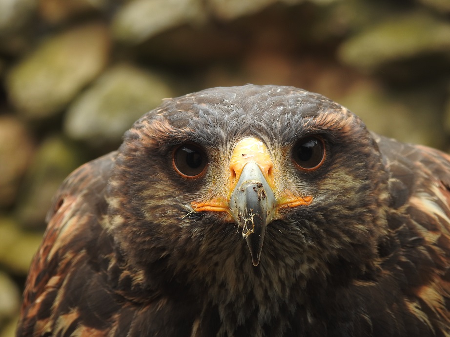 animales potencialmente peligrosos